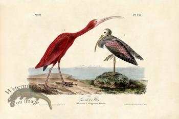 Scarlet Ibis